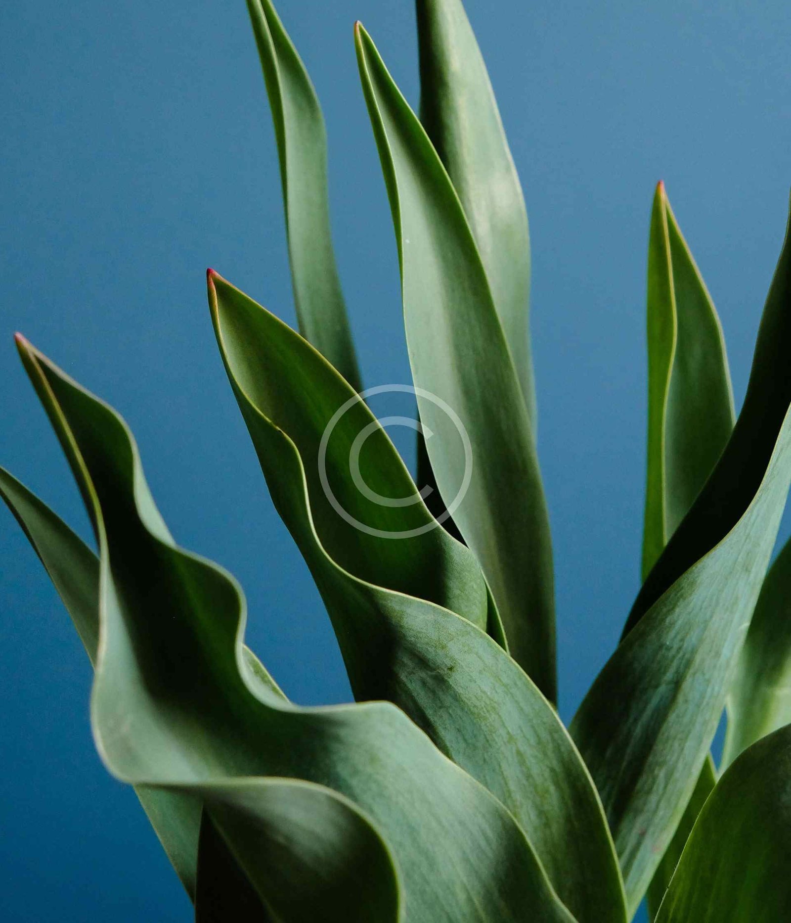 Client-Centric Focus